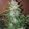 Smoothie Auto Cannabis-Samen Kaufen