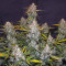 Smoothie Auto Cannabis-Samen Kaufen