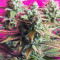 Bubblegum XL Cannabis-Samen Kaufen