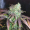 White Widow (Seedstockers) Cannabis-Samen zu verkaufen