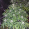 Auto Brooklyn Sunrise Cannabis-Samen Kaufen