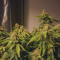 Stress Killer Automatic CBD (RQS) Cannabis-Samen zu verkaufen