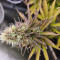 Caramelo Early Version (Delicious Seeds) Cannabis-Samen