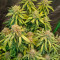 Amnesia Cannabis-Samen Kaufen