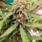 Girl Scout Cookies Autoflower (Seedstockers) Cannabis-Samen zu verkaufen
