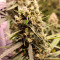 Green Crack (Humboldt Seeds Organization) Cannabis-Samen zu verkaufen