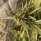 Auto Orange Bud Cannabis-Samen Kaufen