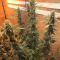 Blue Gelato 41 Cannabis-Samen Kaufen