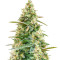 Sith OG feminisierte Samen (AlphaFem Seeds)