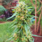 Somango XXL (Nirvana Seeds) Cannabis-Samen