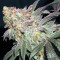 Afghan Kush Early Harvest (World of Seeds) Cannabis-Samen
