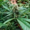 Auto Northern Lights XXL (00 Seeds)