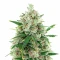 Auto Speed Haze (Blackskull Seeds) Cannabis-Samen