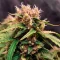Diesel Matic Auto (Blackskull Seeds) Cannabis-Samen
