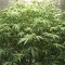 Double Cream (Cream of the Crop Seeds) Cannabis-Samen