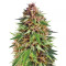 ErdPurt (Ace Seeds) Cannabis-Samen