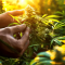 Forbidden Runtz Auto feminisierte Samen (Fast Buds)