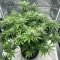 Insane OG (Herbies Seeds)