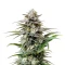 London Pound Cake Auto (Barney's Farm)