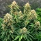 Northern Auto (BlimBurn Seeds) Cannabis-Samen