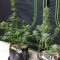 Original Big Bud Auto Samen feminisiert (Fast Buds)