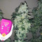 Shogun (RQS) Cannabis-Samen