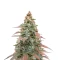 Super Boof Auto feminisierte Samen (Fast Buds)
