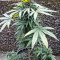 Sweet CBD Auto (Auto Seeds) Cannabis-Samen