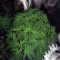Venice Beach Afghan (Kera Seeds) Cannabis-Samen