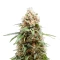White Runtz feminisierte Samen (Barney's Farm)