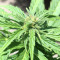 Super Skunk Auto (Garden of Green Seeds) Cannabis-Samen