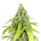 Wedding Cookies Samen feminisiert (Original Sensible Seeds)