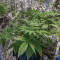 Wedding Cookies Samen feminisiert (Original Sensible Seeds)