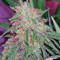 Tangerine Dream (Barney's Farm) Cannabis-Samen
