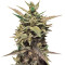 60 Day Lemon Autoflower (DNA Genetics) Cannabis-Samen