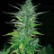 Auto Duck strain