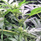 Black Destroyer (Original Sensible Seeds) Cannabis-Samen