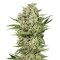 Cheese (Seedstockers) Cannabis-Samen
