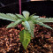 Criminal+ (Ripper Seeds) Cannabis-Samen