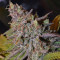 Critical Super Silver Haze (Delicious Seeds)