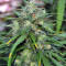 Destroyer Regular (CannaBioGen) Cannabis-Samen