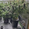 Girl Scout Cookies Auto (Garden Of Green) Cannabis-Samen