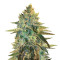 Girl Scout Cookies (Original Sensible Seeds) Cannabis-Samen
