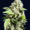Gorilla G4 Auto (BlimBurn Seeds) Cannabis-Samen