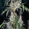 Hawaiian Snow x Wedding Cake x Gelato 33 (GHS) Cannabis-Samen