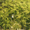 Kripple Roulette (Dr. Krippling Seeds) Cannabis-Samen