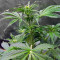 LSD Auto (Barney's Farm) Cannabis-Samen