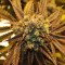 NYC Diesel (Zambeza Seeds) Cannabis-Samen