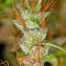 Panama Haze (Ace Seeds) Cannabis-Samen