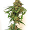 Panama Haze (Ace Seeds) Cannabis-Samen